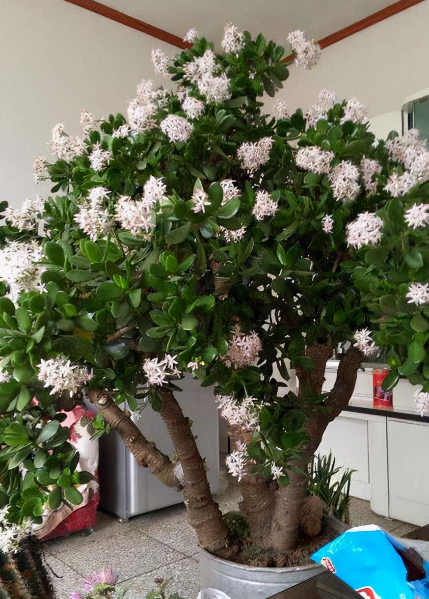 富贵花哪种最好养,4种富贵花华丽大气