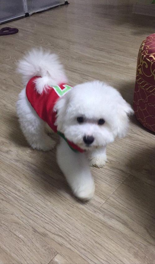 比熊不好训练,比熊不温顺怎么办