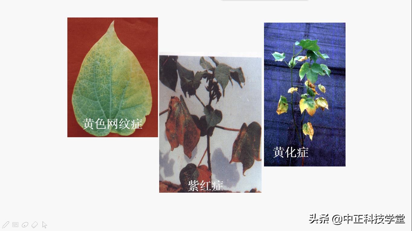 治疗棉花黄萎病哪种药最好,棉花枯黄萎病最新最详细防治方法