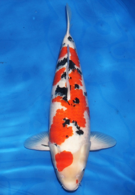 锦鲤怎样喂食长得快点,锦鲤怎么喂食才合理