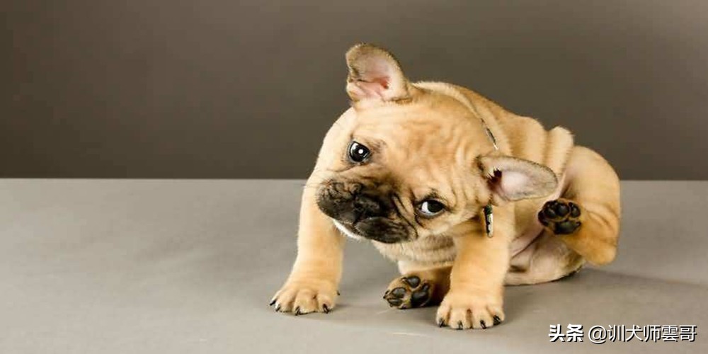 怎么挑选狗狗幼犬健康,怎样挑选土狗幼犬看家才厉害