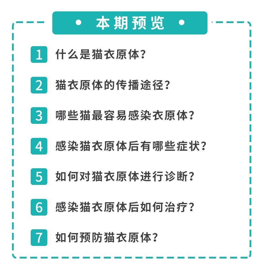 怀孕的母猫得猫瘟没流产,怀孕母猫得了猫鼻支会流产么