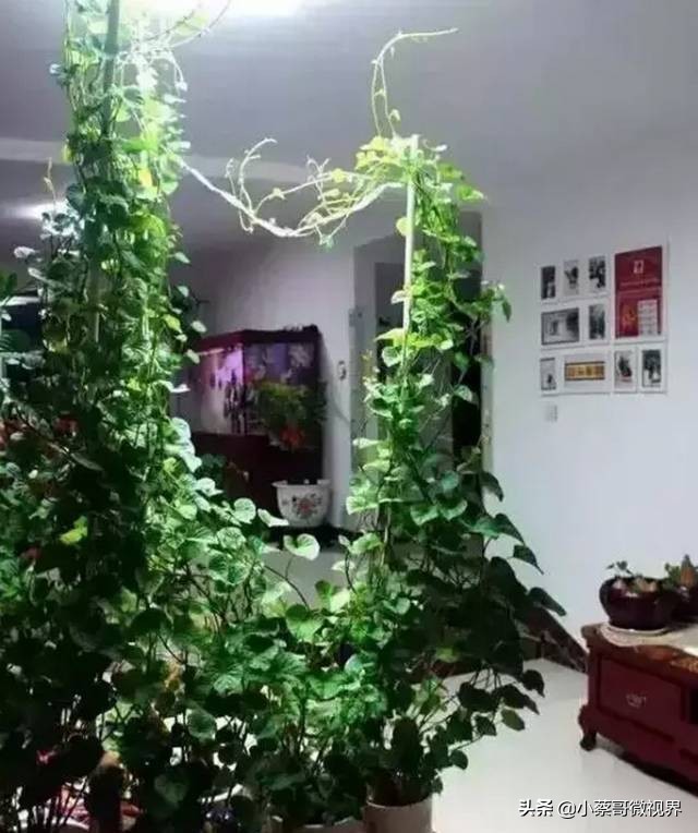 吃完的水果不要扔试试在家就能种,吃完的水果种子