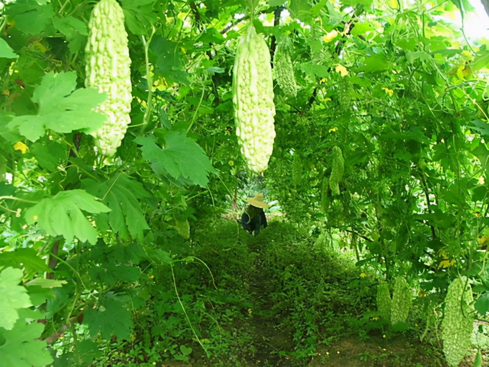 苦瓜套种大田怎么种植,苦瓜套种莴笋技术视频