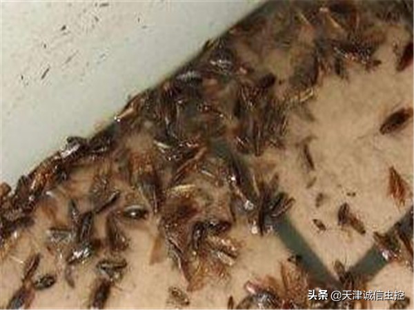 蟑螂卵怎么消灭最彻底最快,家里出现蟑螂以及蟑螂卵怎么消灭