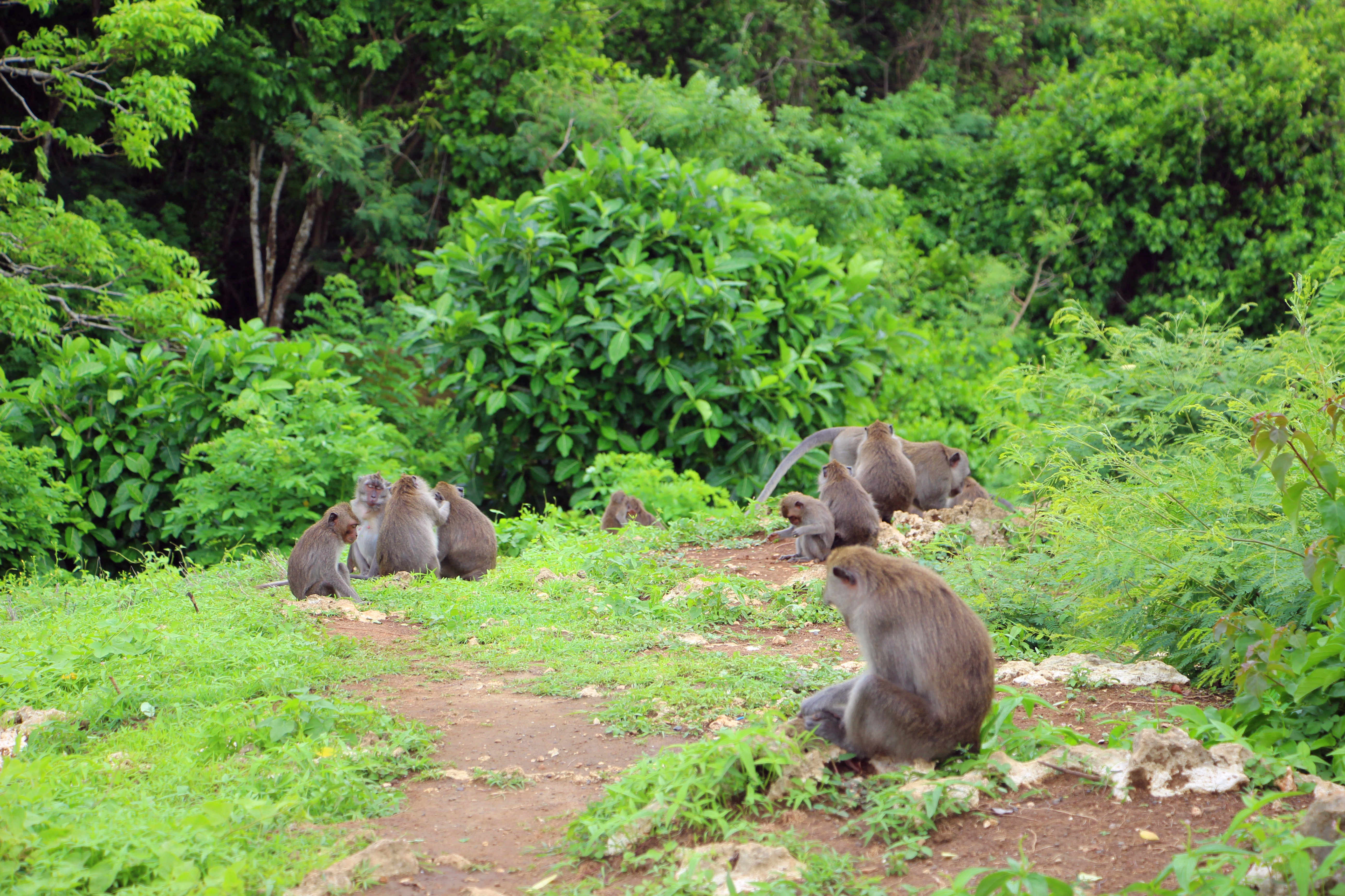 天堂之岛巴厘岛，半自由行攻略和必去景点
