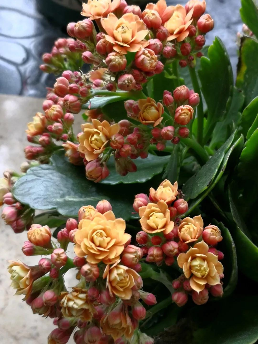 长寿花，寓意好、开花漂亮，花期长，品种多达300个