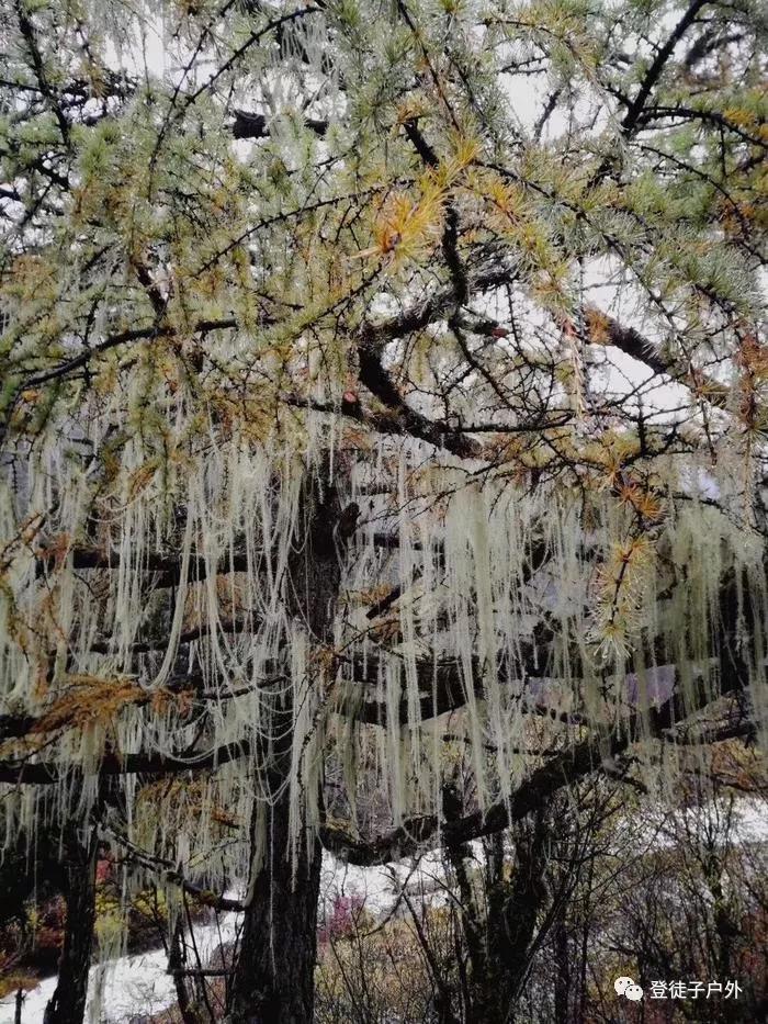 稻城亚丁游记完整版,稻城亚丁游记1000字