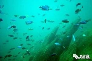 三湖鱼简介,三湖鱼是哪些湖的