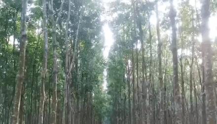 买真正的乳胶枕,去泰国哪里买乳胶枕正品便宜