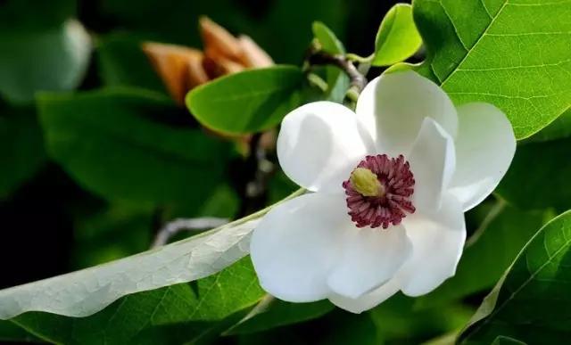 全国各个城市的市花一览表,十大城市的市花