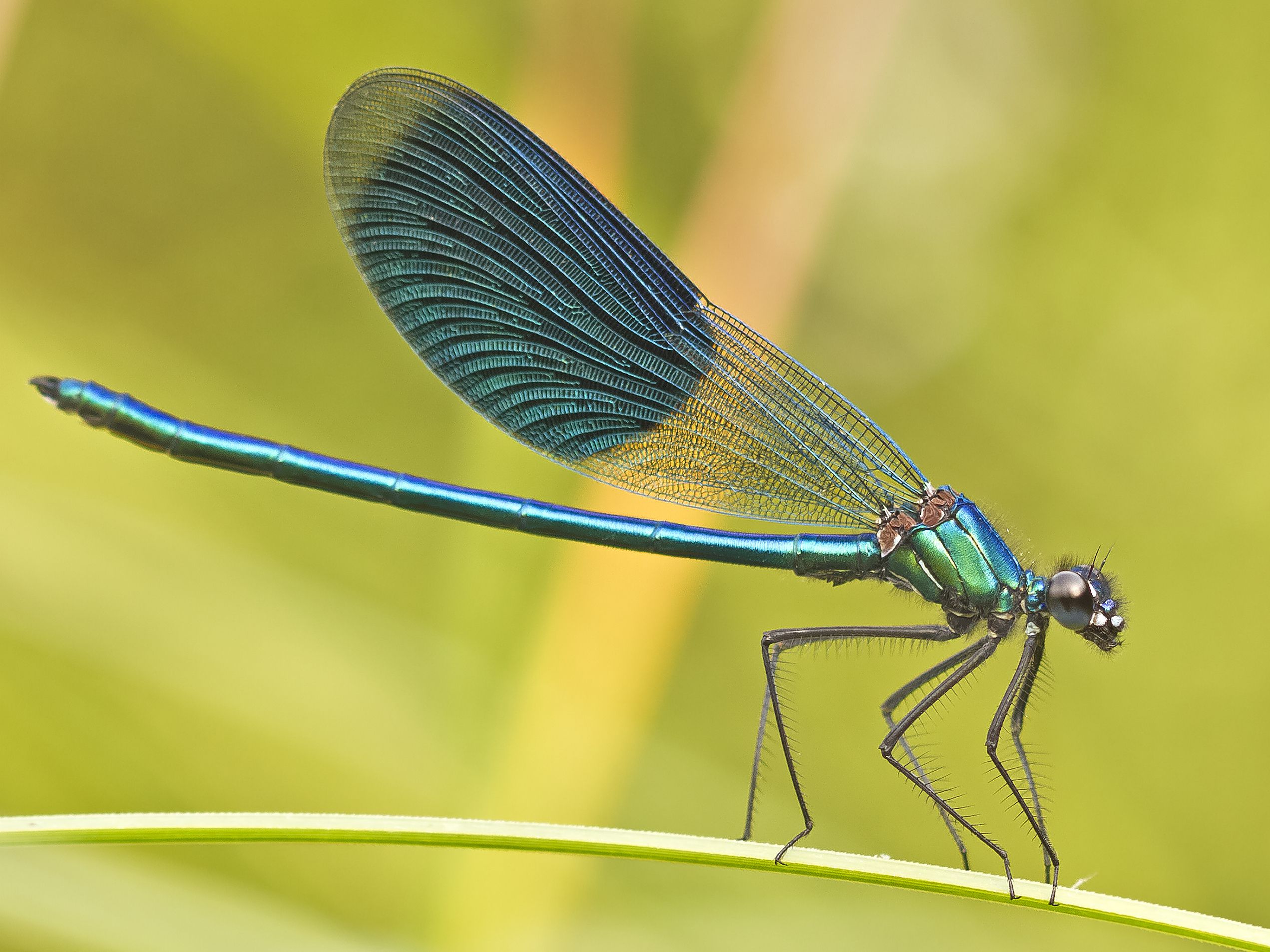 蜻蜓是对人类有益的昆虫吗,蜻蜓是昆虫吗你还知道哪些益虫