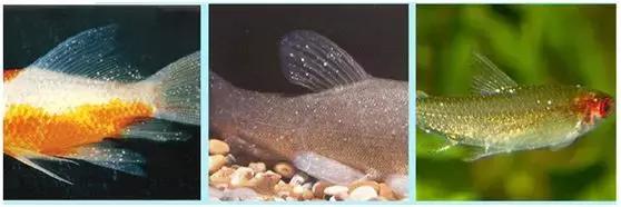 金鱼白点病的小瓜虫是哪里来的,观赏鱼用小瓜虫白点病特效药