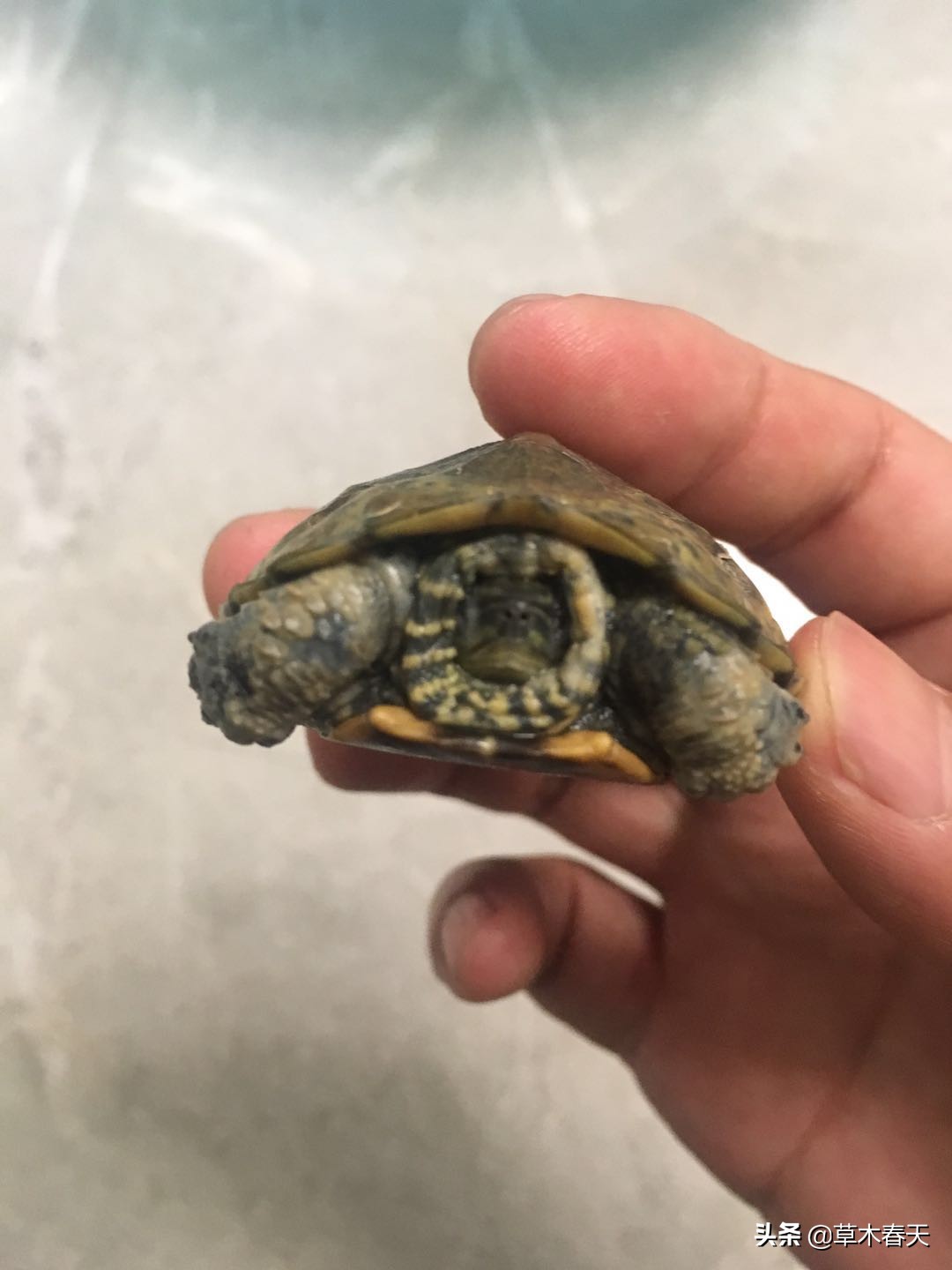 怎么治理乌龟腐皮,如何治乌龟腐皮不花钱