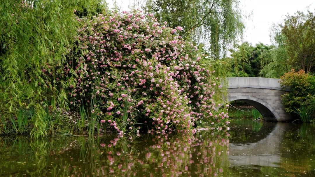 鹅湖玫瑰园花期,鹅湖玫瑰园美篇