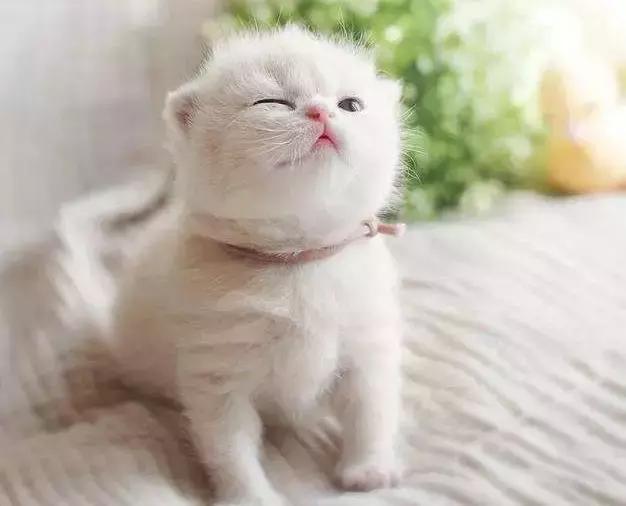 小奶猫刚到家拉稀怎么办,新猫到家拉稀