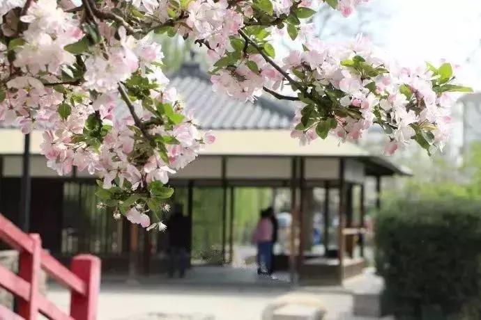 京郊最美的十大花海,京郊这些浪漫花海惊艳初秋的北京