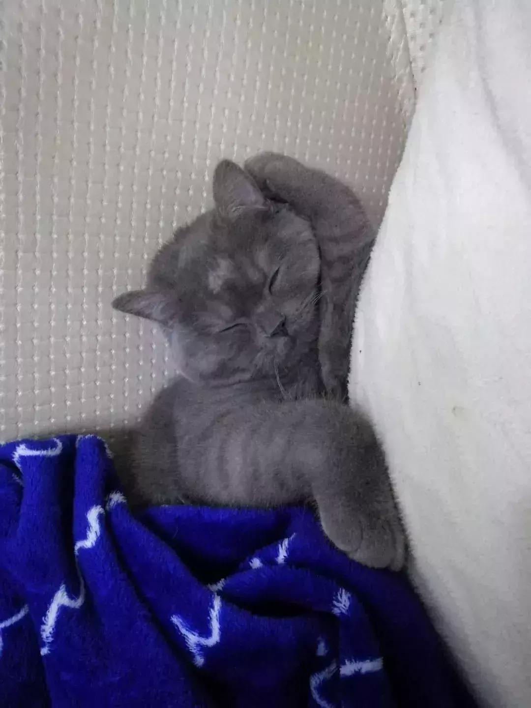 炸裂!因为一只猫,苏州人开启尖叫模式!