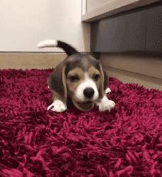 谁也拒绝不了的撒娇,谁也拒绝不了一只卖萌的小狗