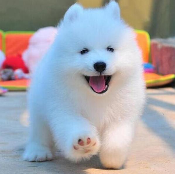 雪橇三傻萨摩耶如何训练抓野兽,萨摩耶雪橇三傻