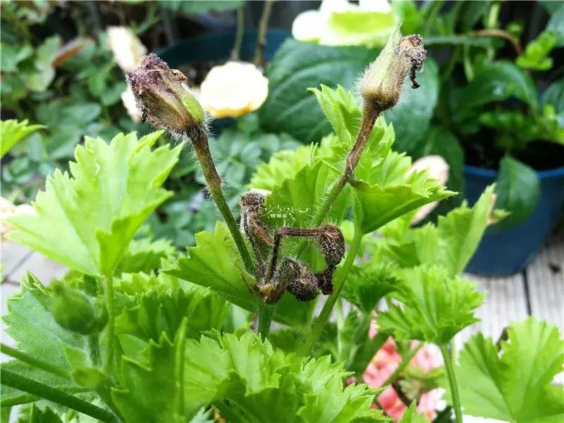 天竺葵的养护视频,垂吊天竺葵的养护