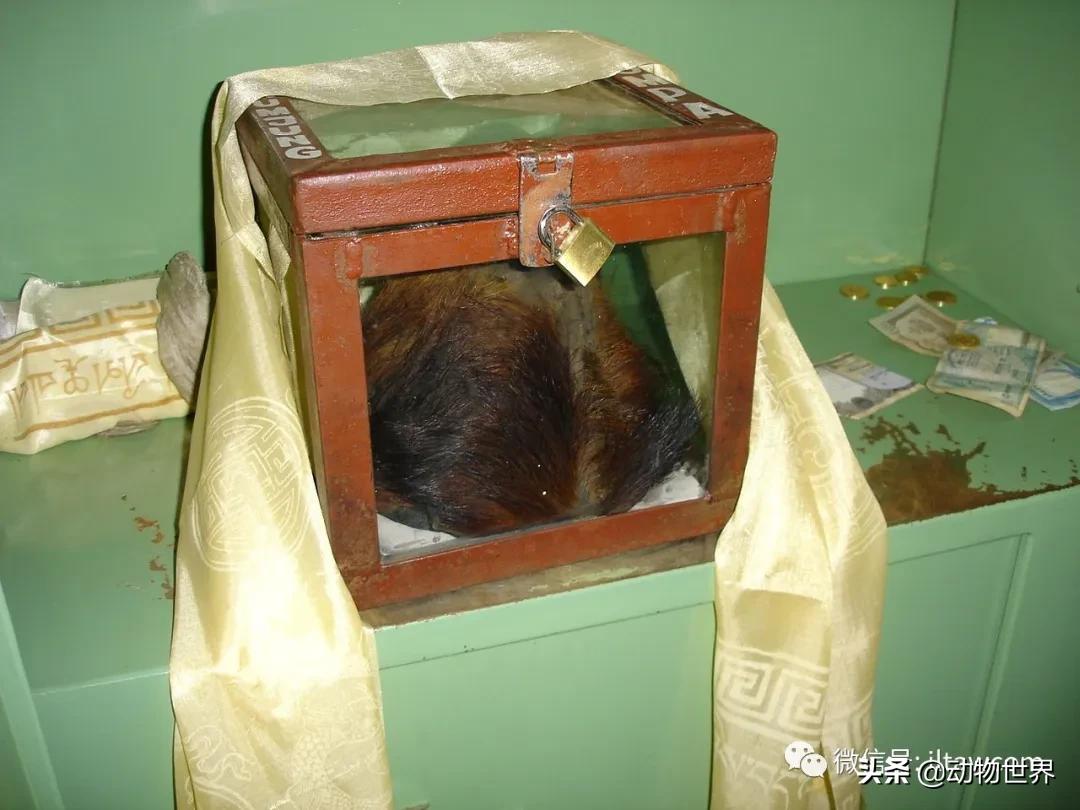 不可思议的神秘动物,不可思议的动物