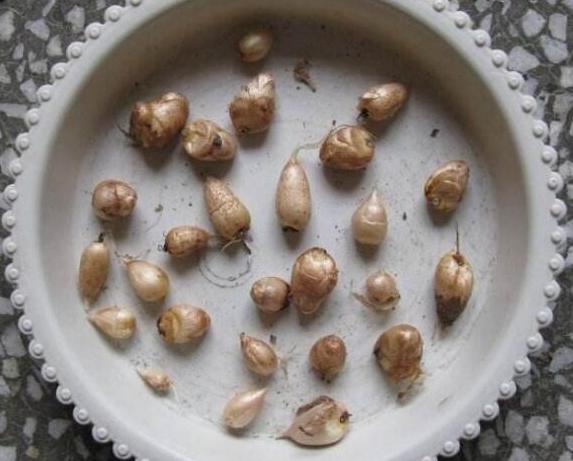 怎么把小苍兰养得花箭粗大,小苍兰的花期养护注意事项