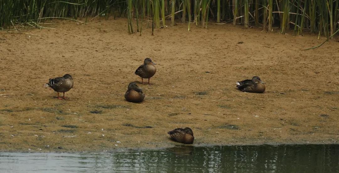 涂上黄色的“润唇膏”，TA就是野鸭中最靓的仔