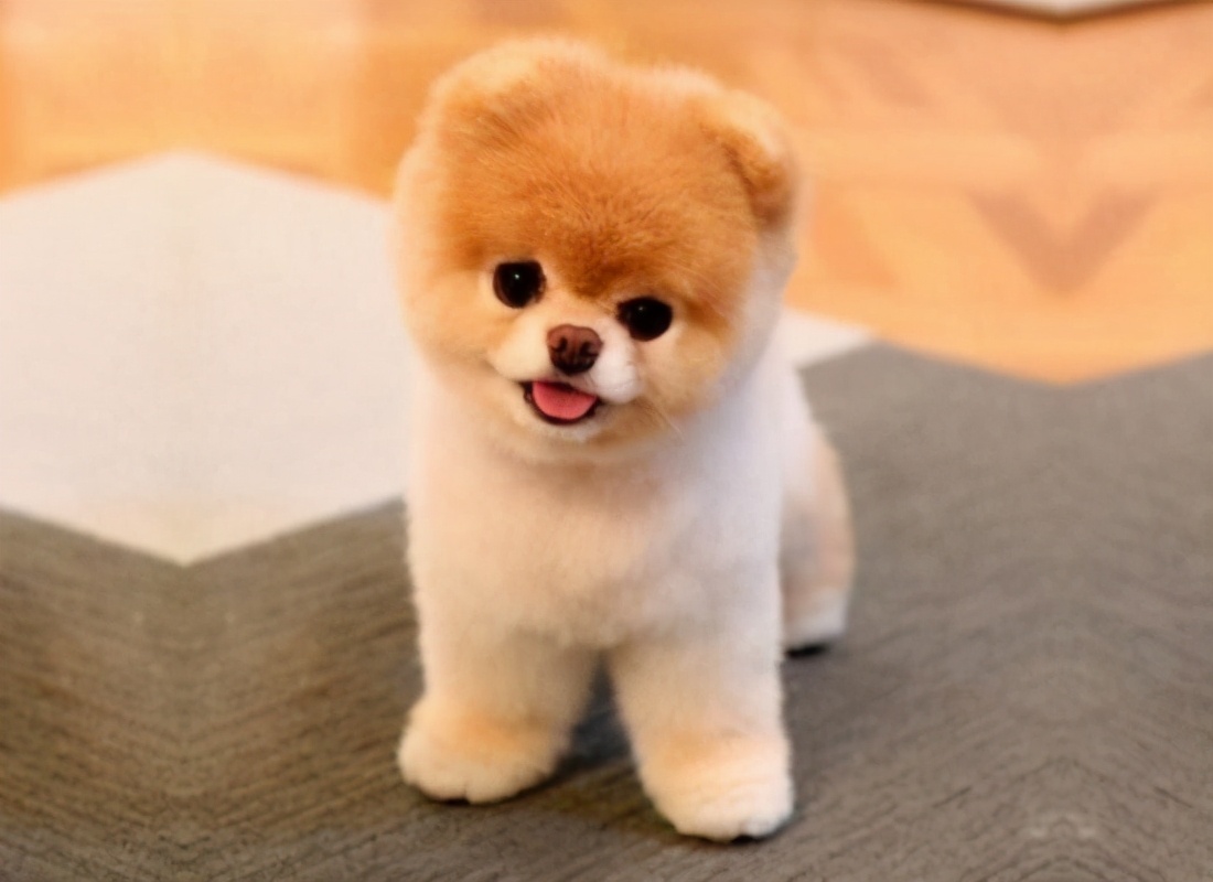 世界上十大最美丽的狗品种,世界上最好看的10种狗动物