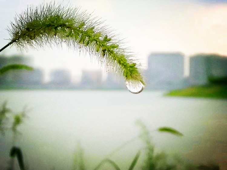 读书品茶香听雨悟人生,闲时看看书品茶是人生最大的享受