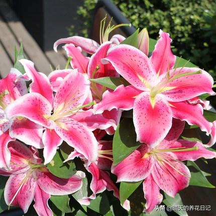 种百合怎么让它多长花苞,教你种百合