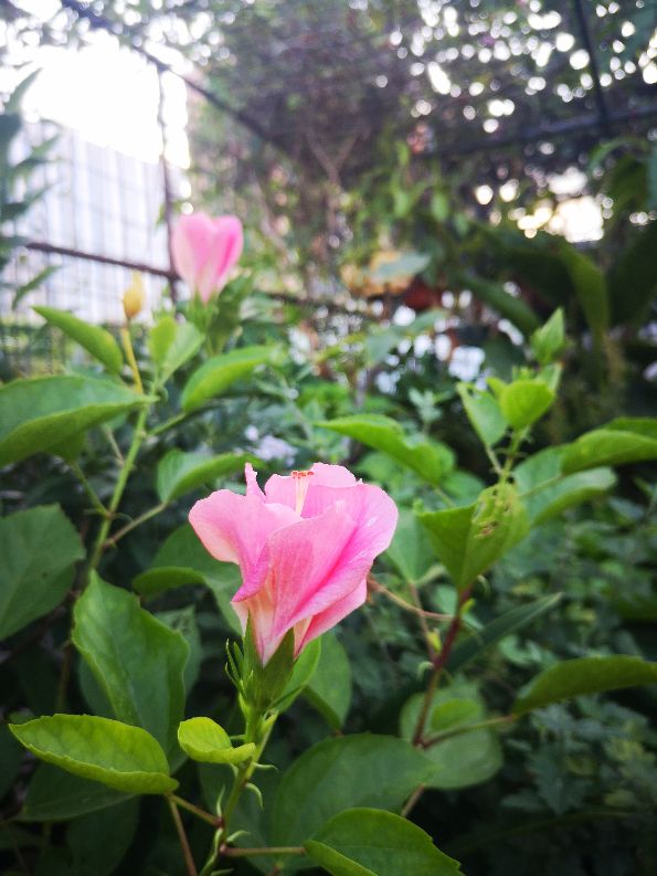 一方净地与你分享——扶桑花开，热烈奔放