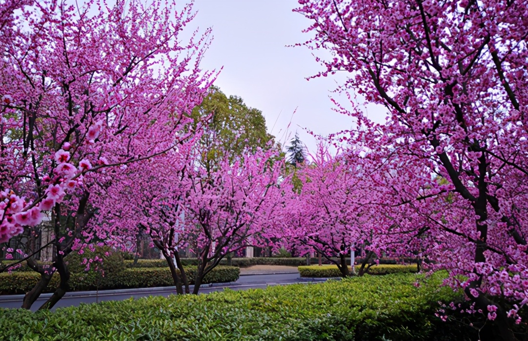 梅李桃樱杏如何区分,梅杏桃李樱梨海棠怎么区分