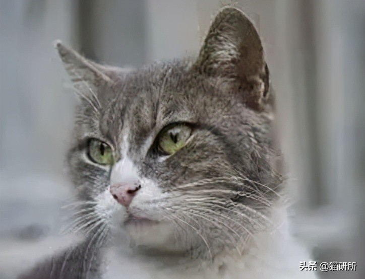 失明猫咪康复治疗,失明猫咪怎么照顾