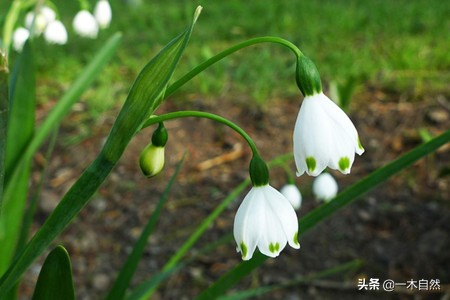 不适合室内种植的有毒绿植,十种有毒的绿植