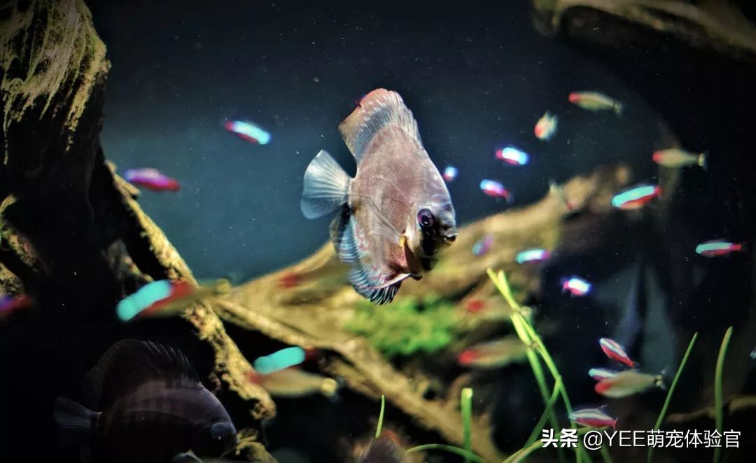 被迫断电的鱼缸里，能不能继续养鱼