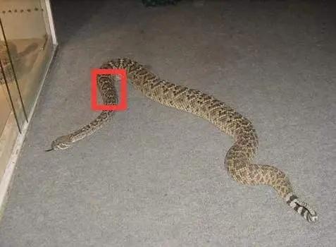 打蛇为什么要七寸，把头打烂没毒牙，还不够安全吗？