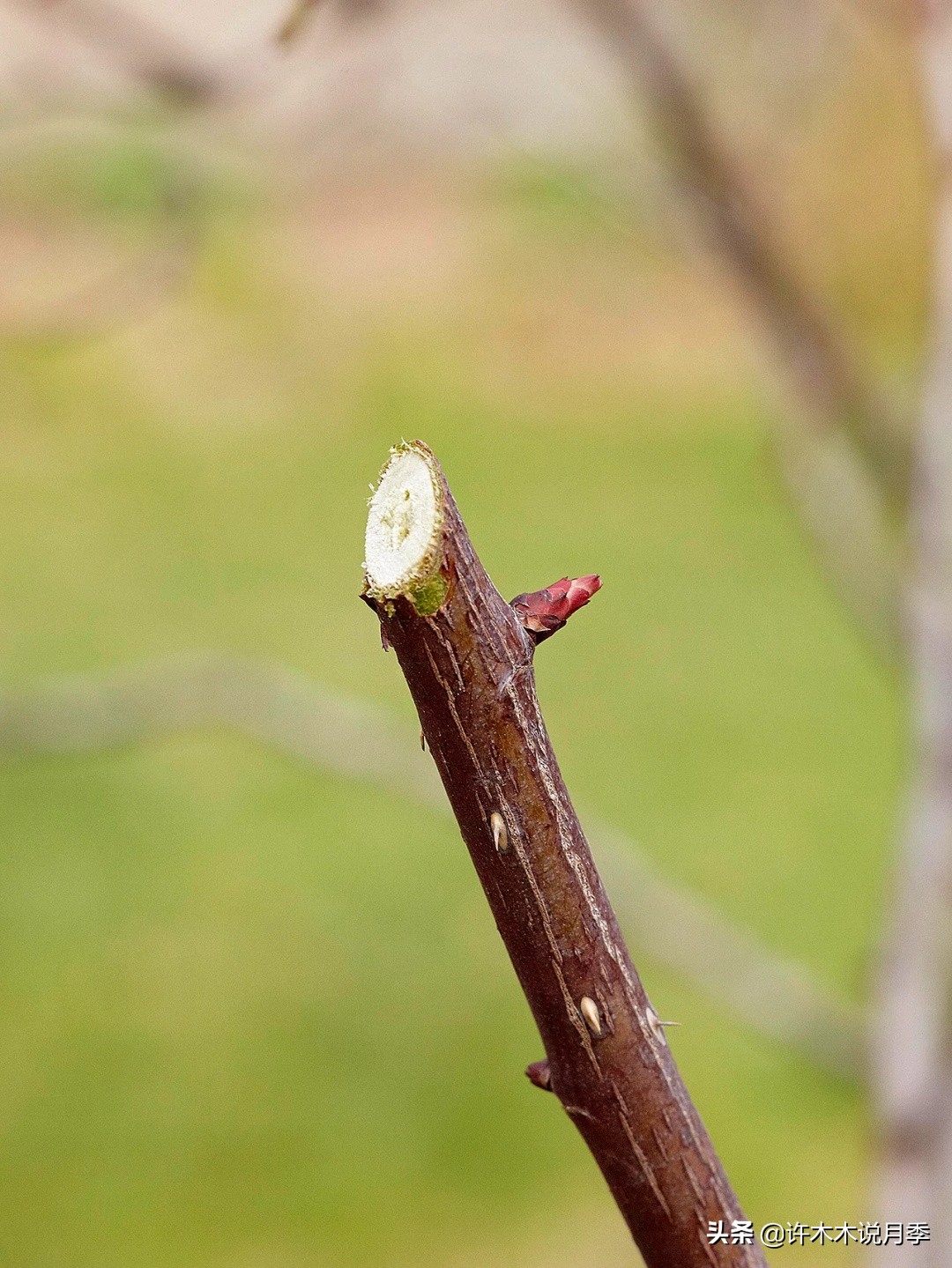 月季修剪后黑杆怎么处理,月季黑杆最好的治疗方法