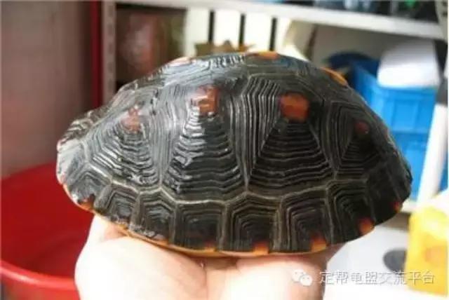 黄缘龟怕湿吗,黄缘龟和什么龟一起养