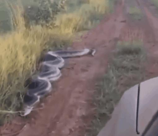 什么蛇体长超过15米,体长超过19米的蛇