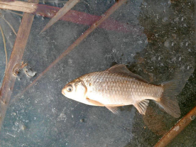 冰钓的十大技巧,冬季北方冰钓的八大禁忌