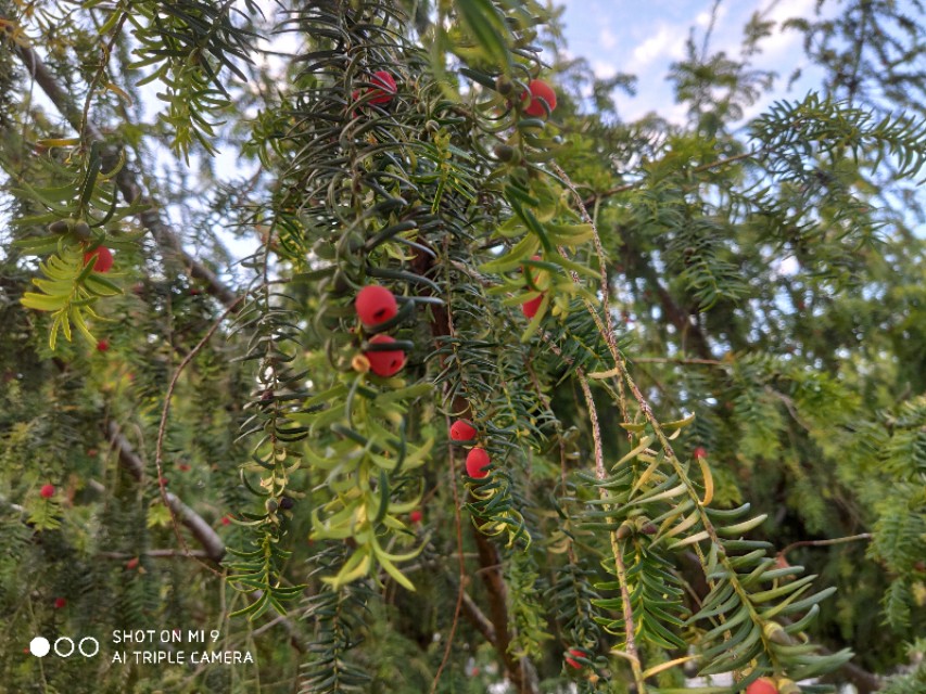红豆杉树是什么样子图片,法国人种植发电树