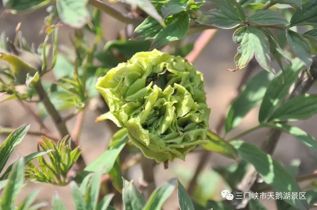 三门峡牡丹还开吗,三门峡牡丹园牡丹花开了吗