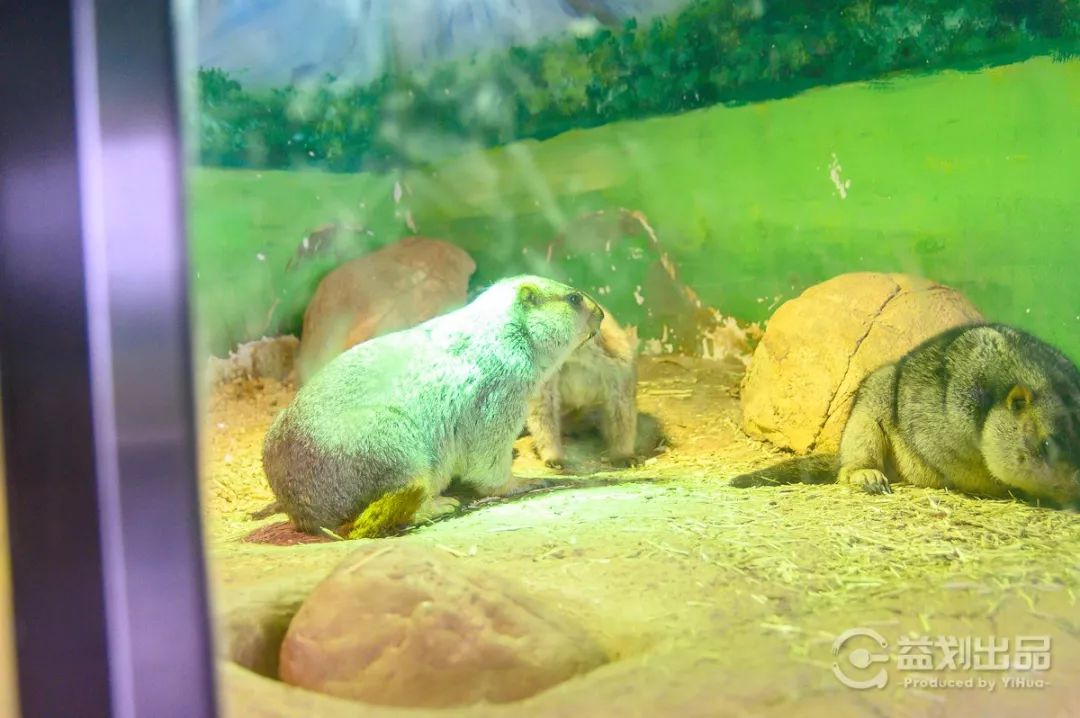 大连么么哒动物园 (大连小众动物园)