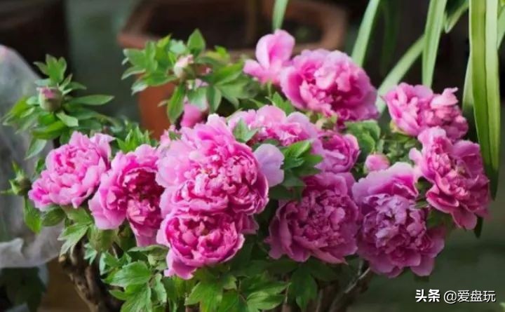 2019发财宝典,2019年发财锦囊