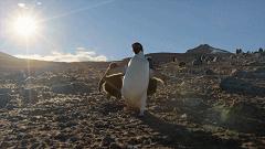 大过年的,被这些小萌萌给笑掉了头