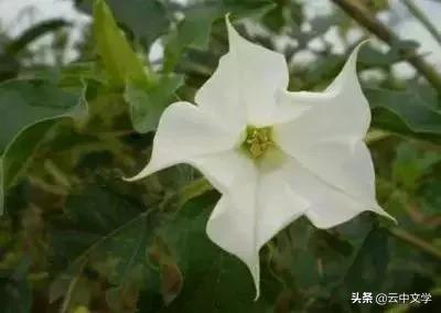 花语大全100种花图片,100种花的花语太全了