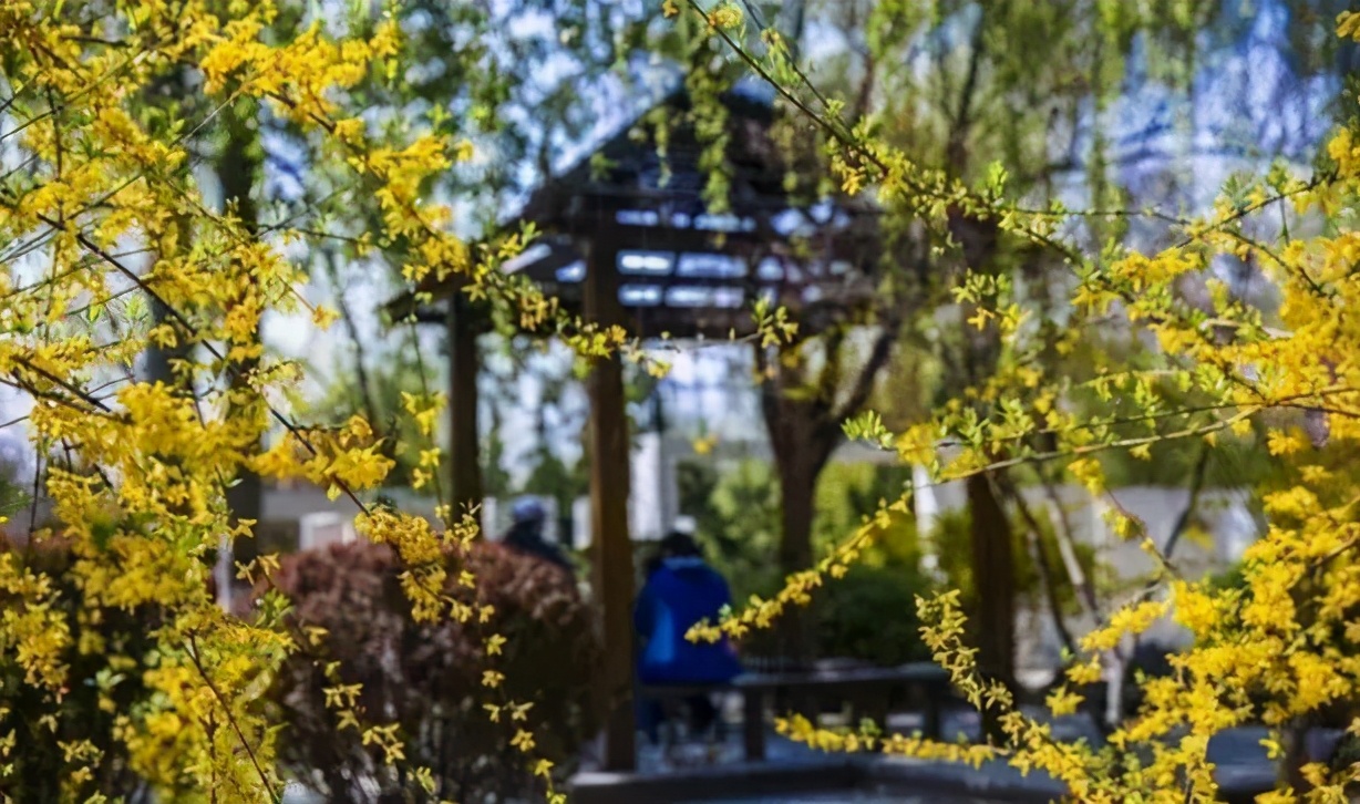 济南3月免费赏花攻略,花都开了济南周边赏花攻略收好