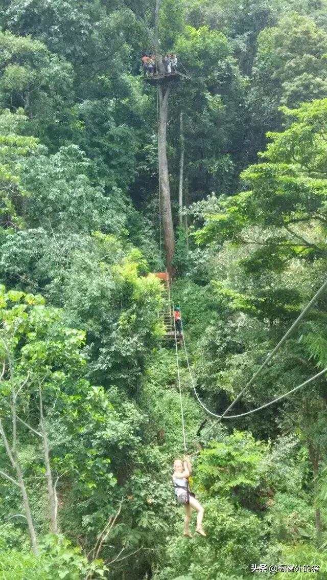 泰北玫瑰的英文,泰北玫瑰图片