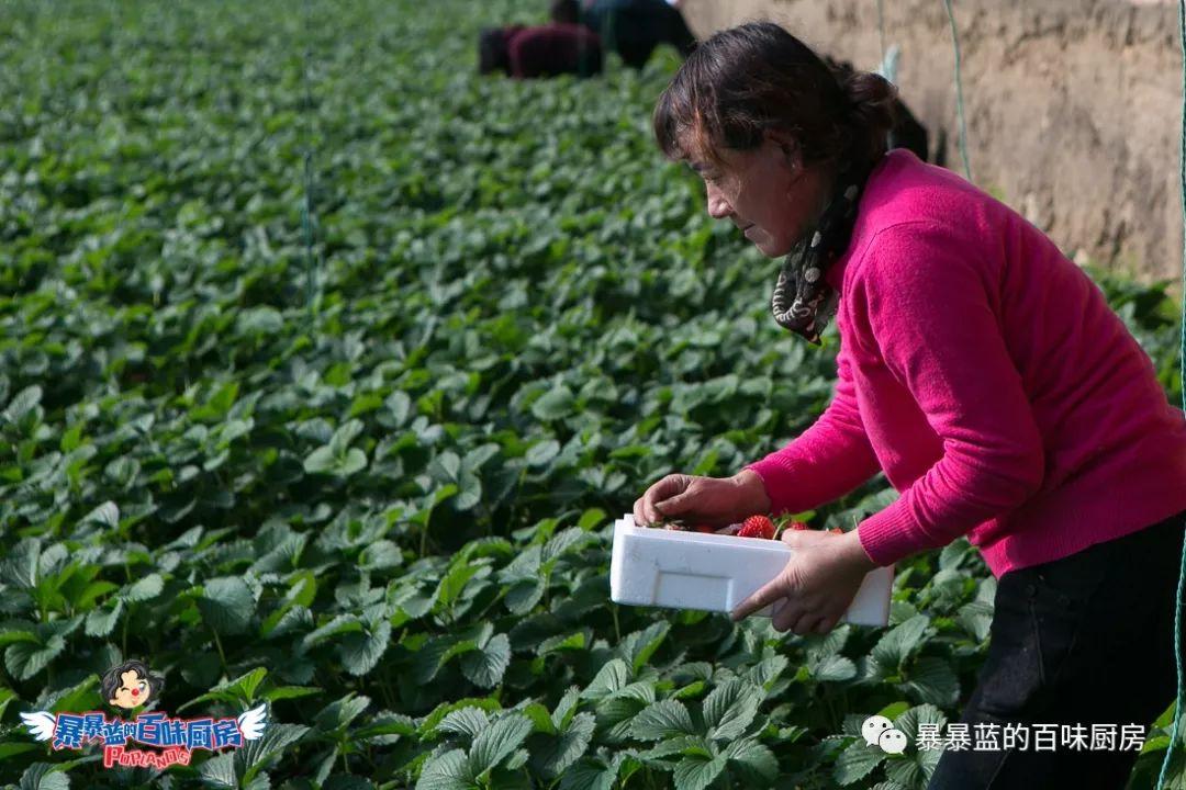 丹东特大久久红草莓,丹东九九大草莓是引进的吗